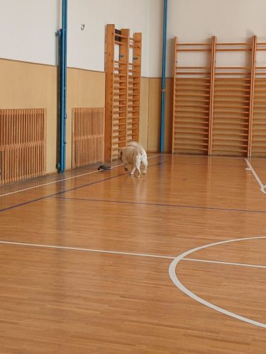 Canisterapie-1.-skupina-28