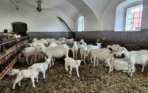Kozi-biofarma-Ratiborice-14